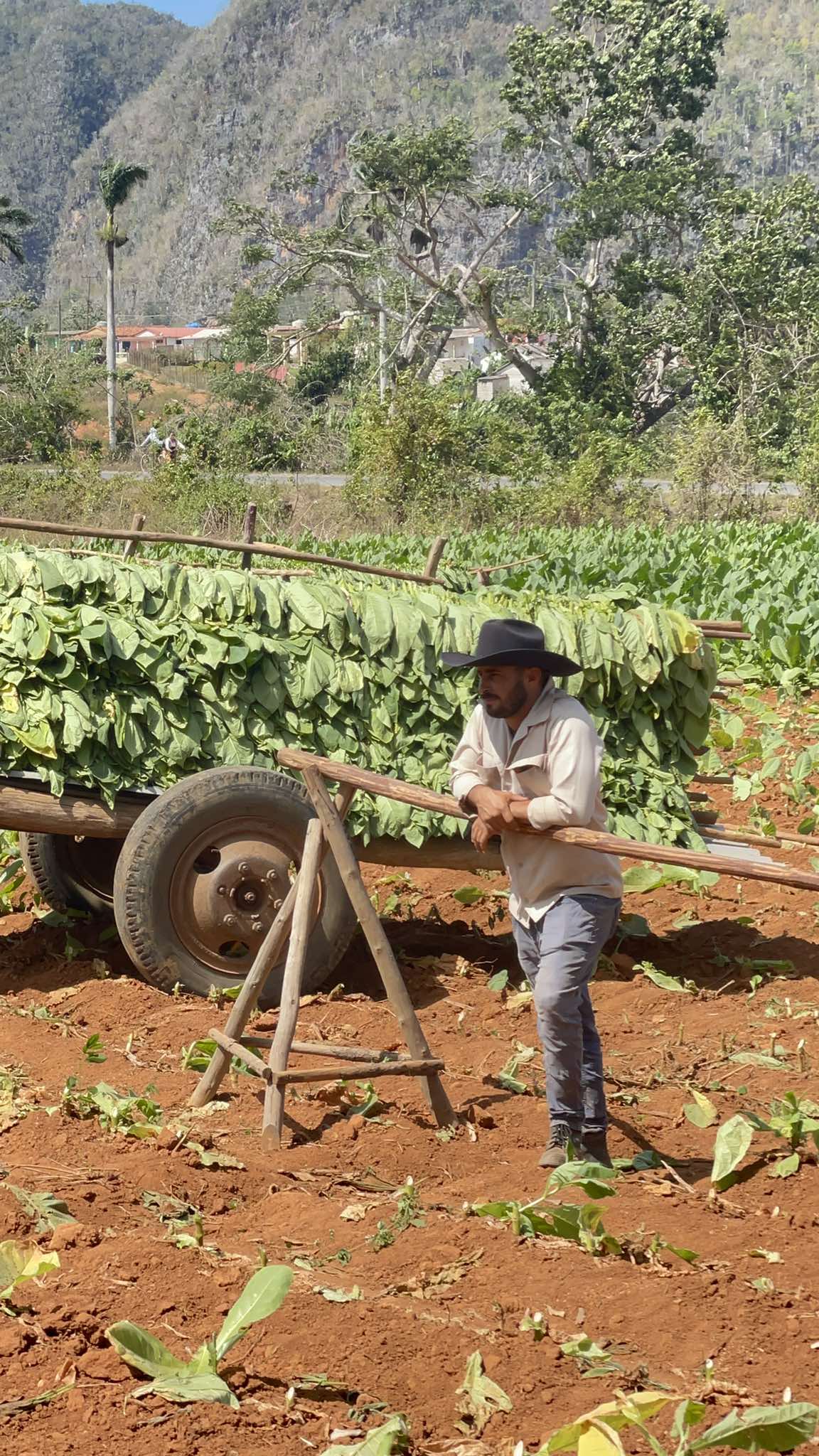 Trồng xì gà - Vinales